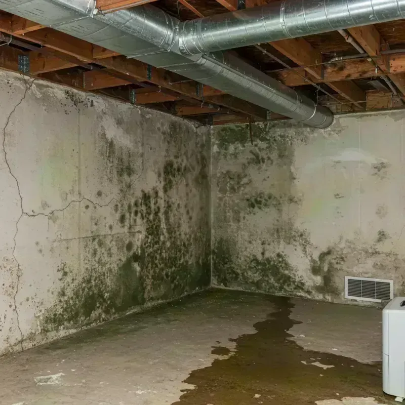 Professional Mold Removal in Crump, TN